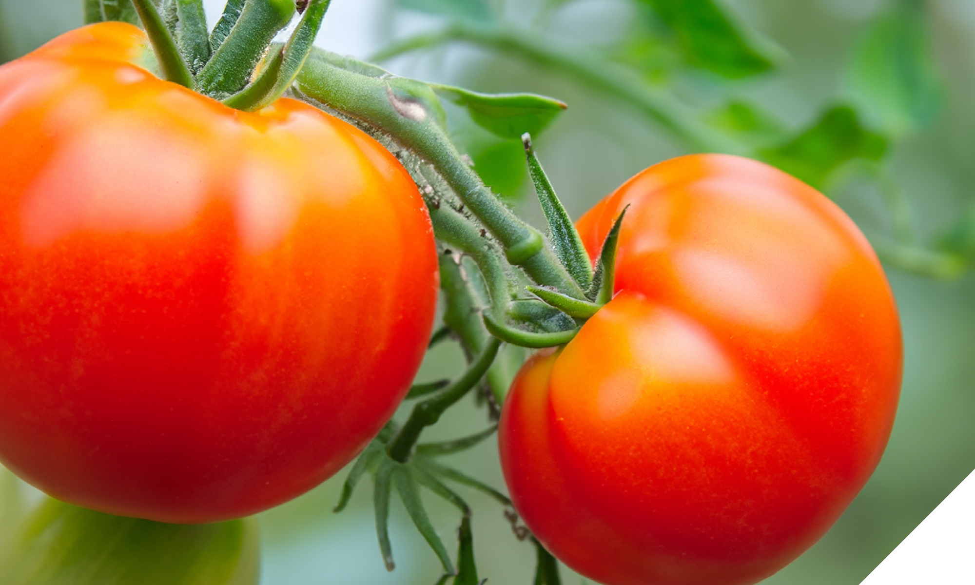 image for web2 image for web2