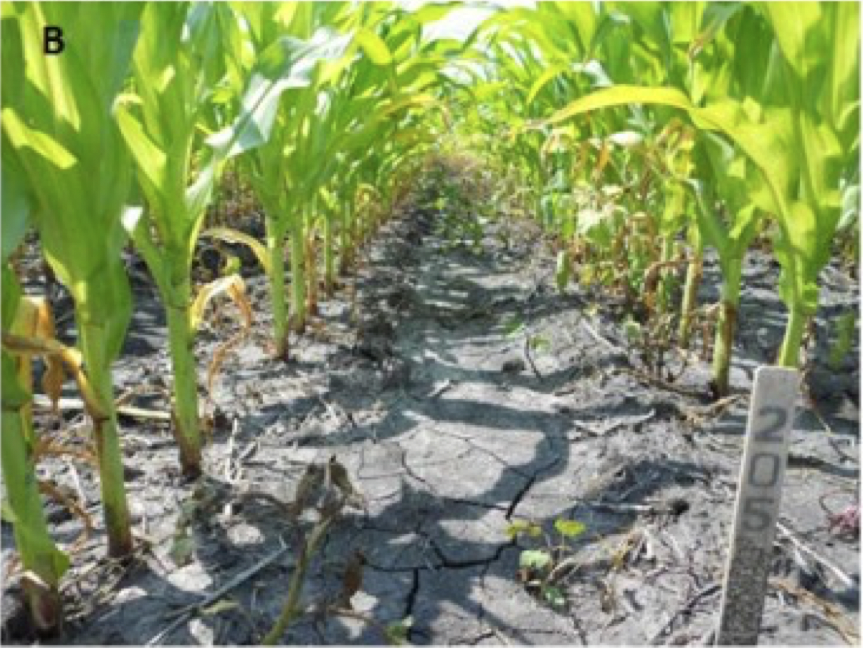 corn-field-exilva-glyphosate-b