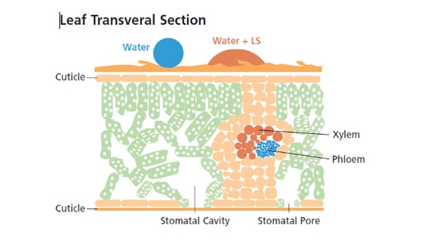 leaf-transveral-section