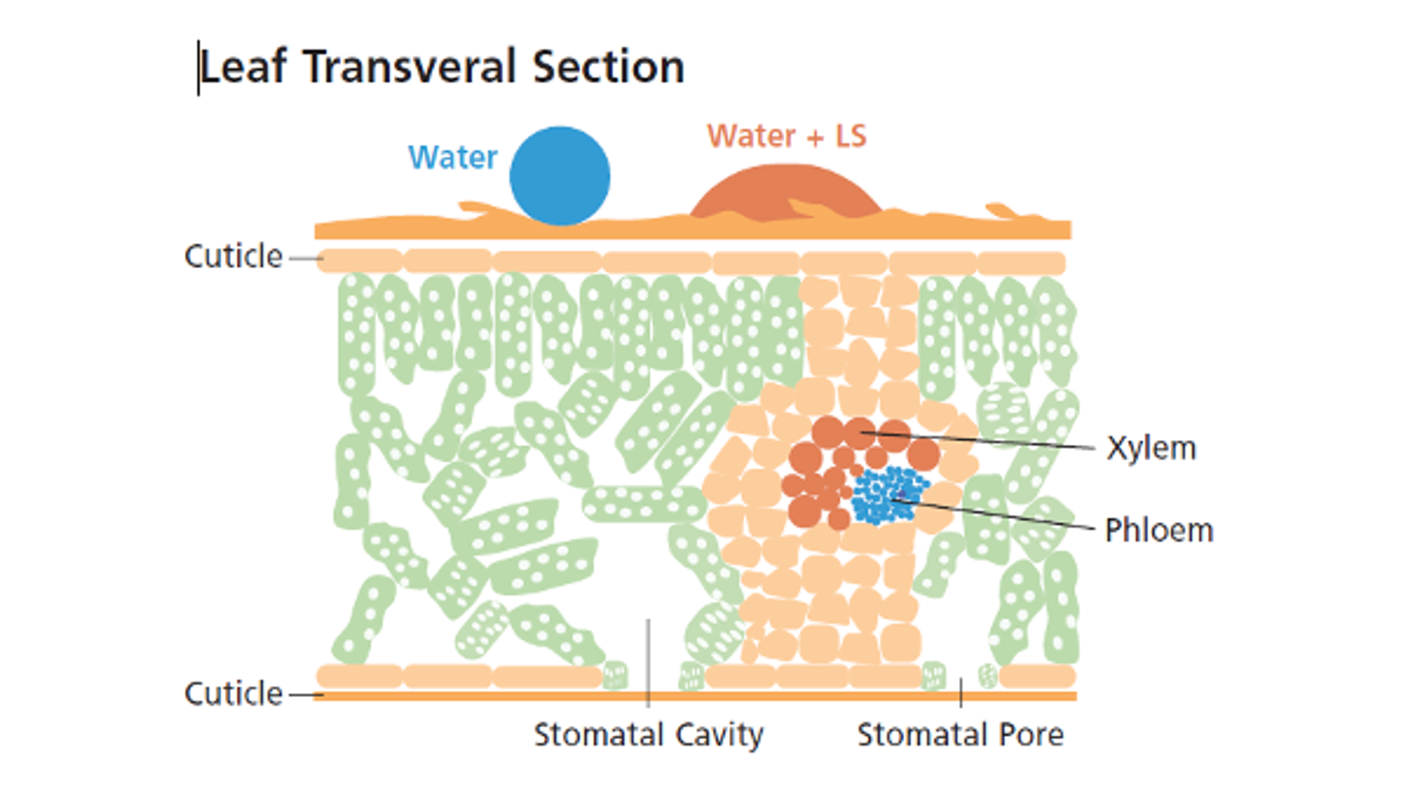 leaf-transveral-section