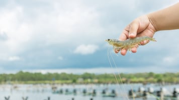 shrimp-in-hand