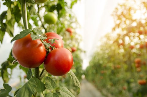 tomato-farm