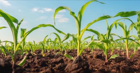 featured-maize-seedling