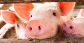 featured-pigs_shutterstock_714538813_crop2