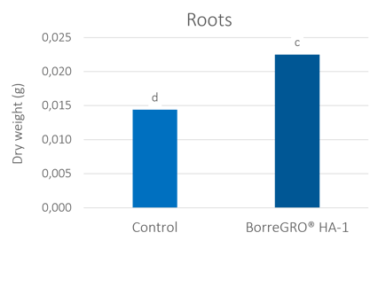 root ha-1