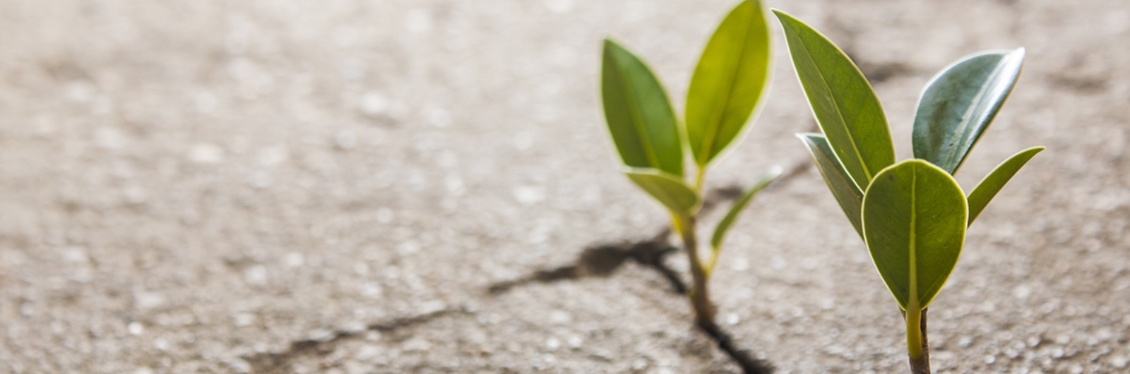 plants growing out through asphalt