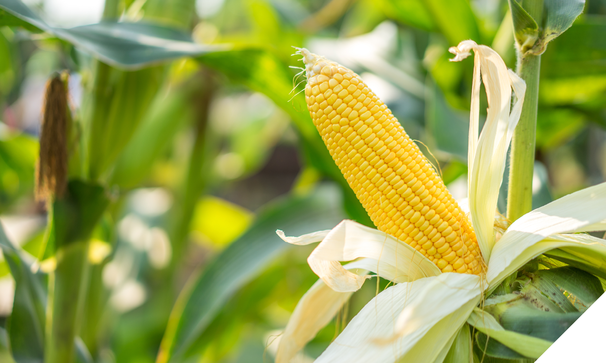 image for web10 image for web10