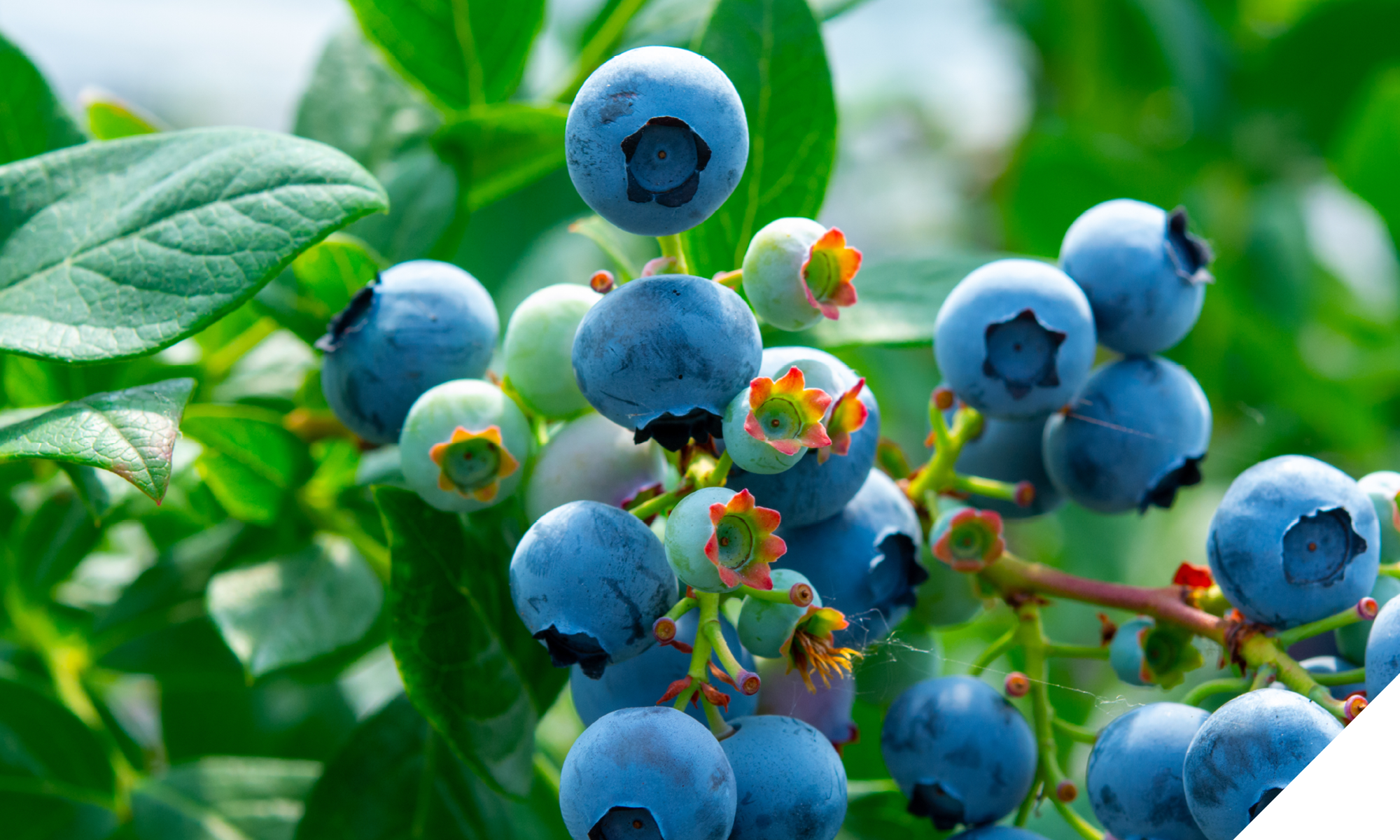 image for web9 image for web9