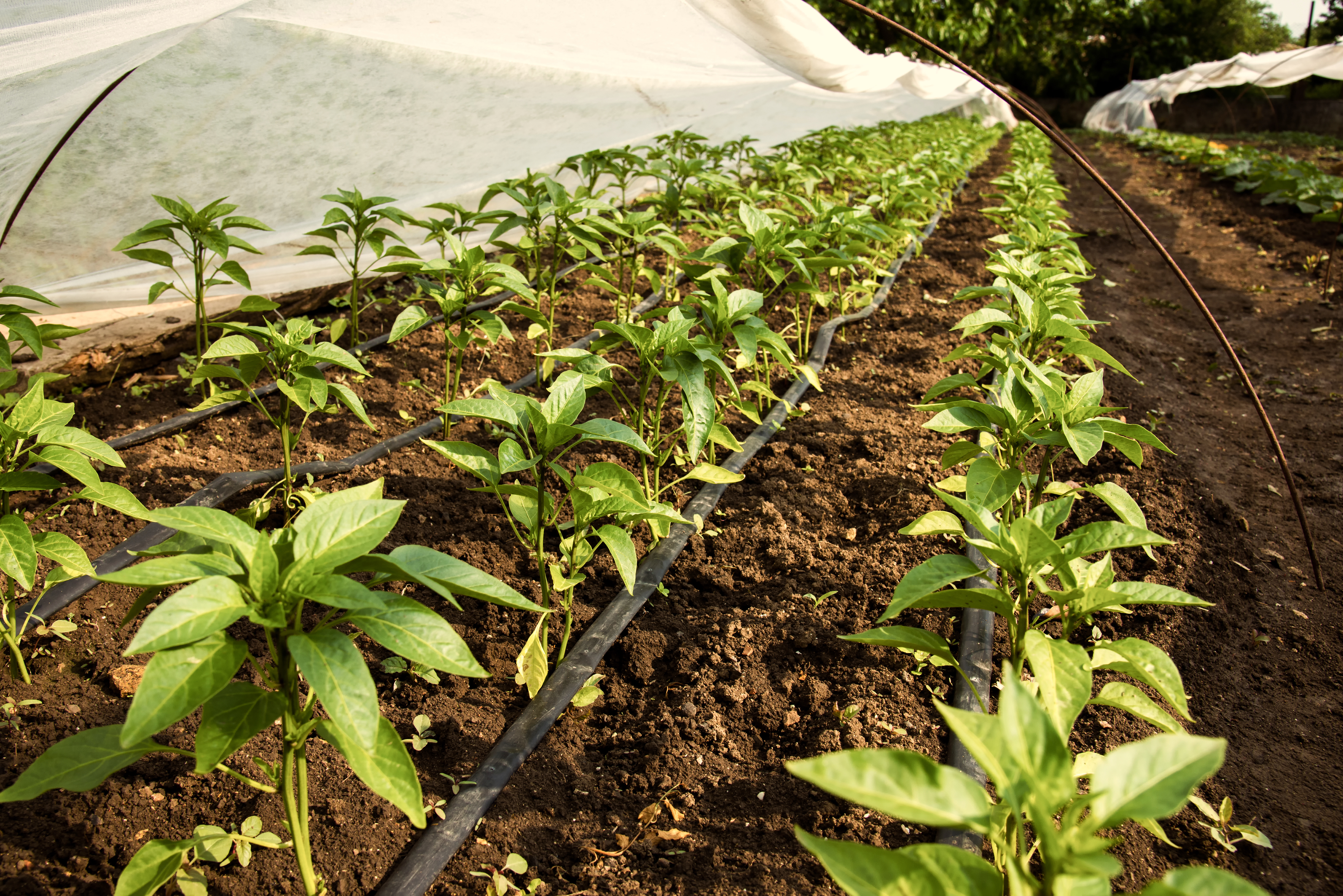 Pepper Plants Greenhouse