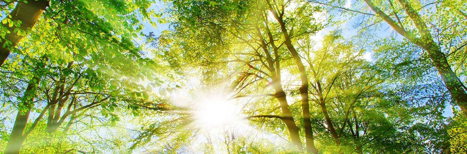 sun shining through trees