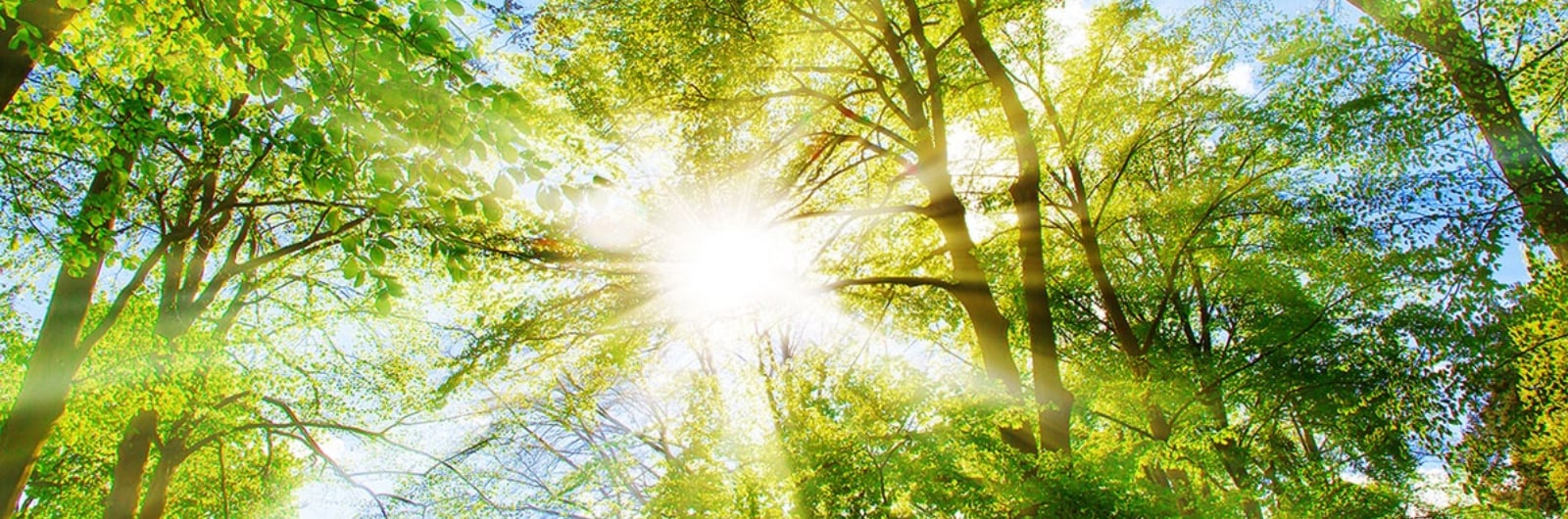 Sunshine through trees