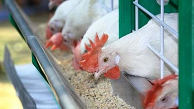 Poultry In Farm Eating