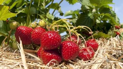 Strawberry Plantation