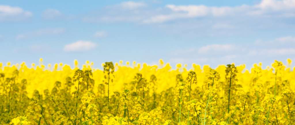 Rapeseed For Oil Production