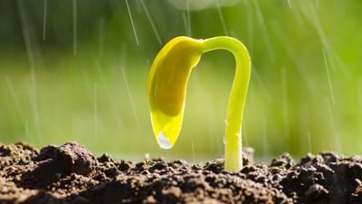 Seedling in the Rain