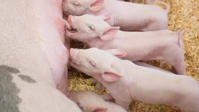 Piglet Feed