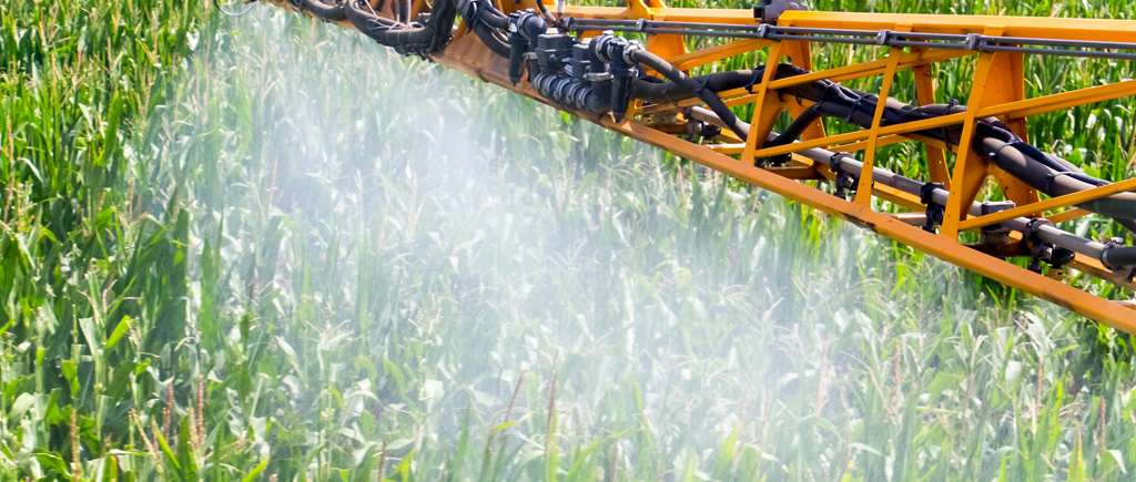 Corn Field Spray