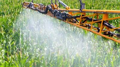 Corn Field Spray