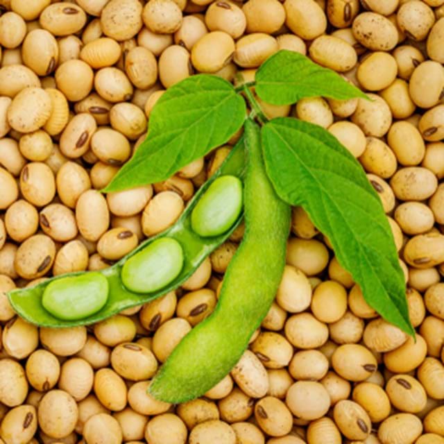 Soy Beans And Pod