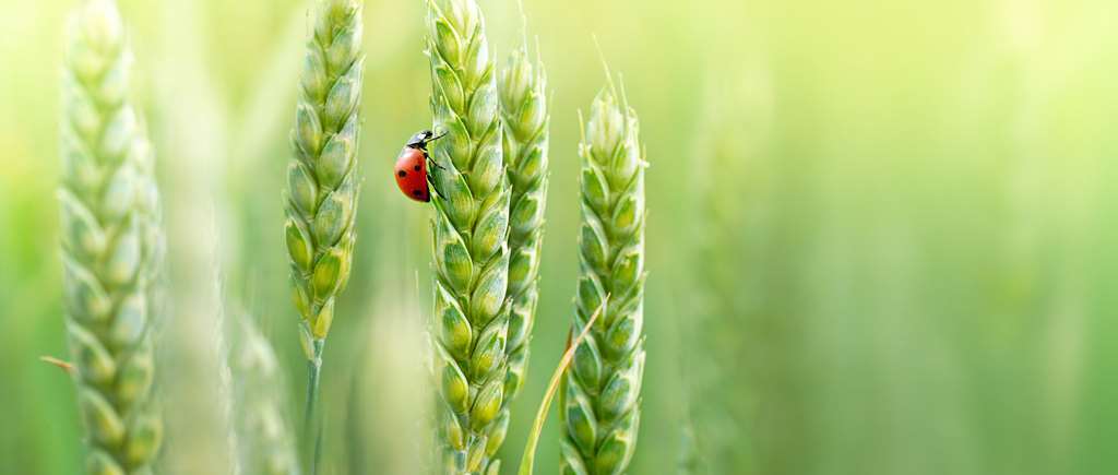 Ladybug On Wheat