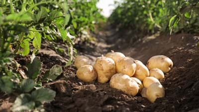 Ripe Potatoes In Field