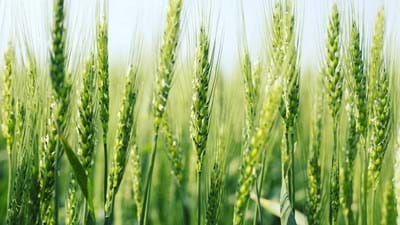 Wheat Field Green