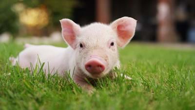 Pig In Grass