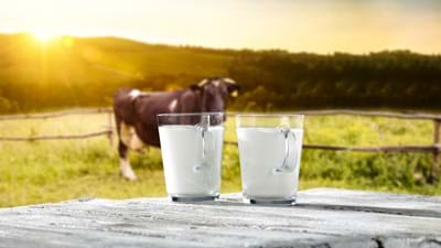 Cow And Two Glasse Of Milk