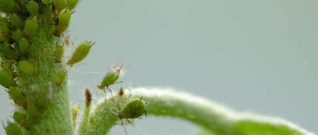 Aphid, A Pest, On An Apple Tree Branch