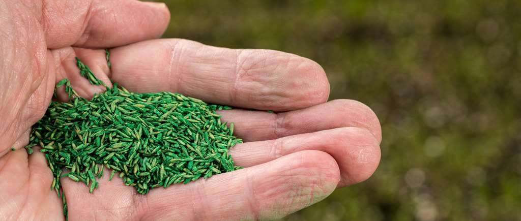 Green Coated Grass Seeds